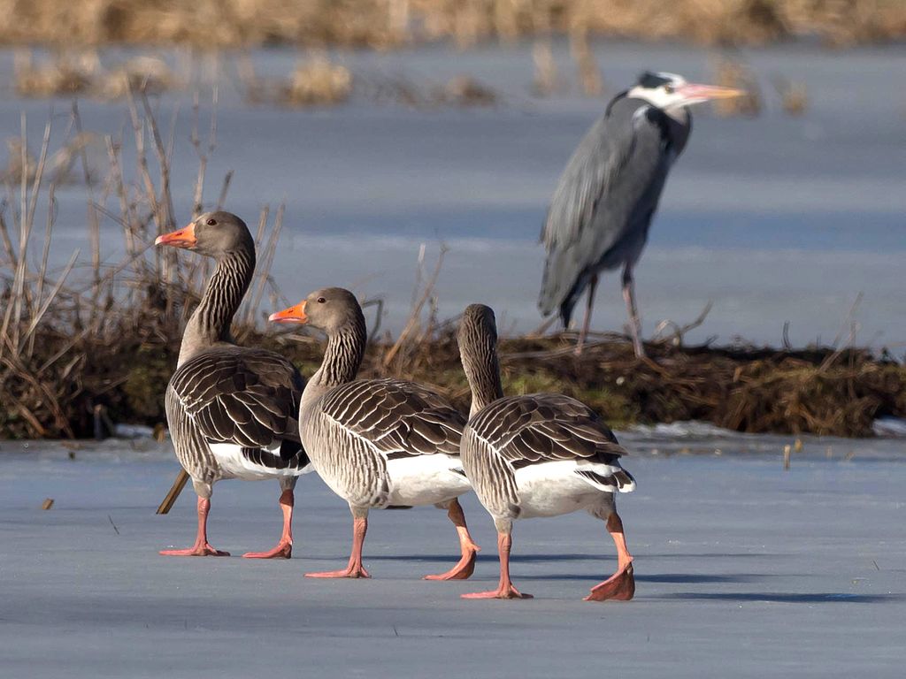 Greylag-goose