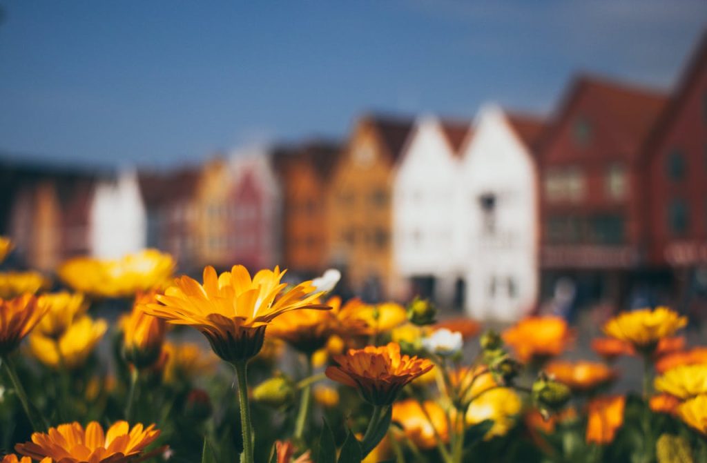 bergen-flowers