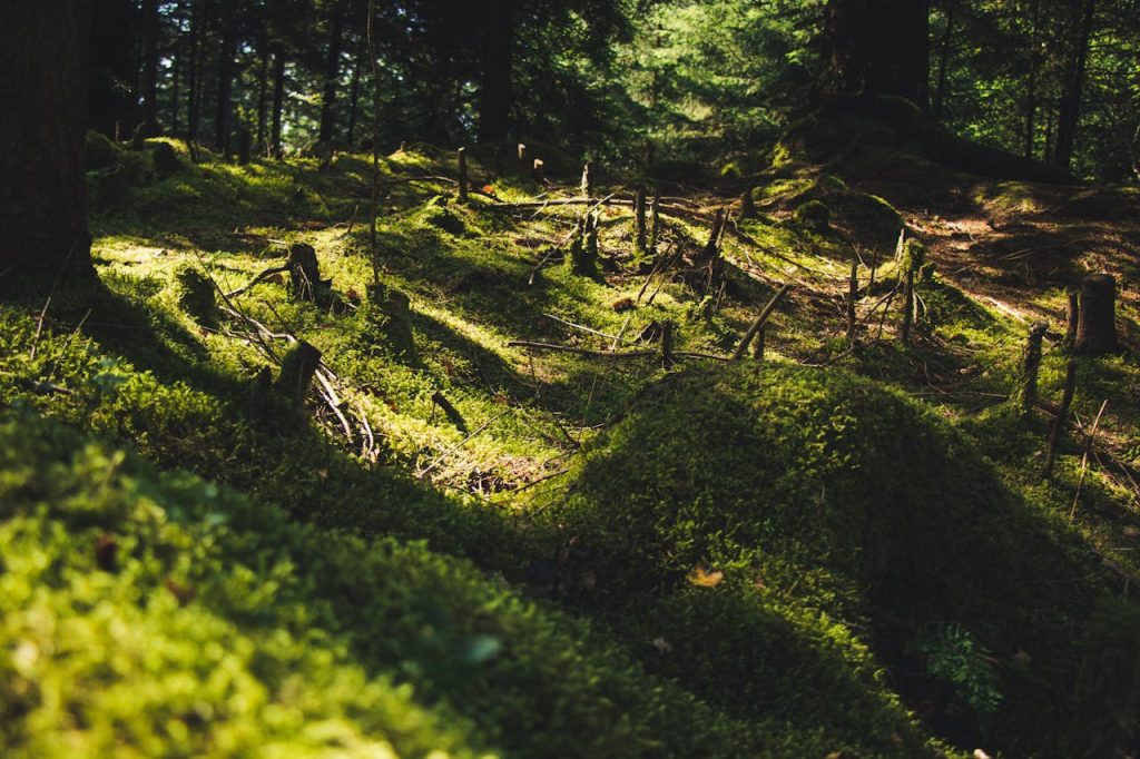 Best-Hiking-Trails-in-Bergen-Norway-flora