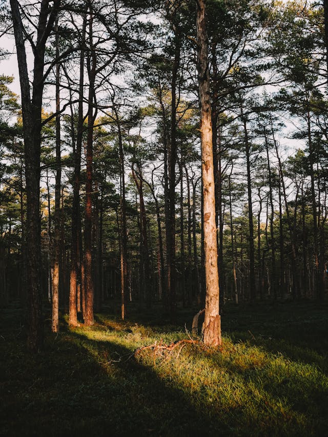 Stockholm-Archipelago-Forest-in-Sandhamn
