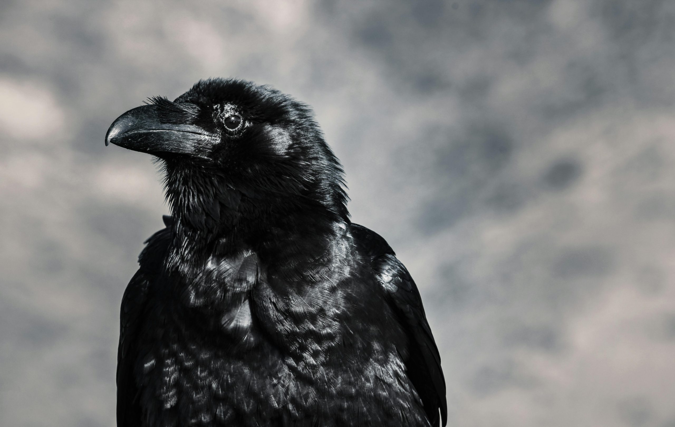 send-a-raven
