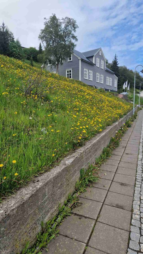 Akureyri-Yellow-flowers-walking